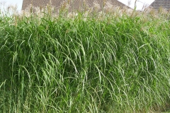 square_grasses_close