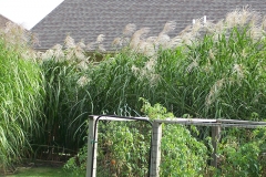 square_grasses_fence