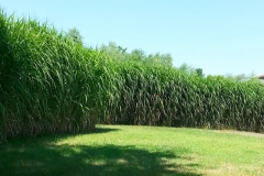 square_grasses_lawn_sun