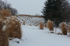 square_grasses_snow