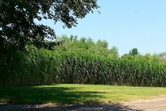 square_grasses_tree