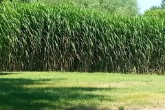 square_grasses_wall