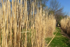 square_grasses_winter