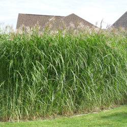 Silver Grass Rhizomes (50 Pack)