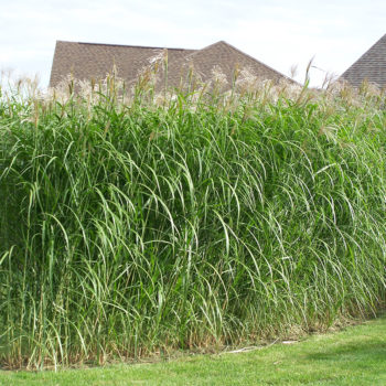 Silver Grass Rhizomes (50 Pack)