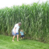 Silver Grass Rhizomes (30 Pack) - Image 4