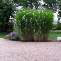 Silver Grass Rhizomes (30 Pack)