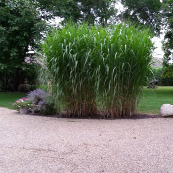 Silver Grass Rhizomes (30 Pack)