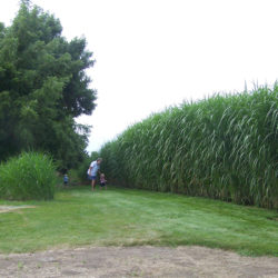 Silver Grass Rhizomes (500 pack)