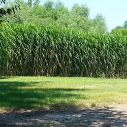 Silver Grass Rhizomes (100 Pack)