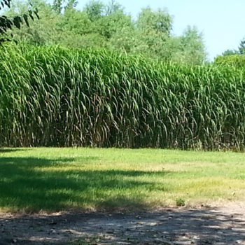 Silver Grass Rhizomes (100 Pack)