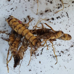 Silver Grass Rhizome (Single - Pick Qty)